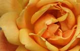 Yellow Rose, Baden bei Vien